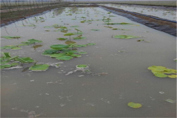 魚(yú)塘防滲膜有什么好處